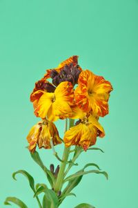 Close-up of yellow flowering plant against blue background