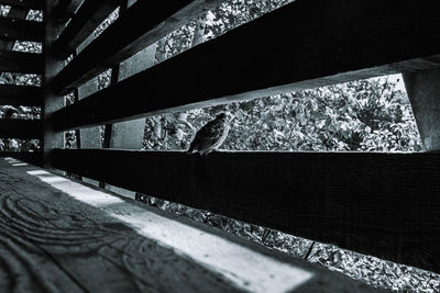 High angle view of bird on wall