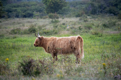 Highlander in a field