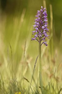 Close-up of purple flowering plant on field