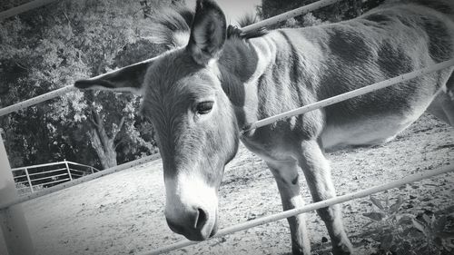 Horse standing in pen