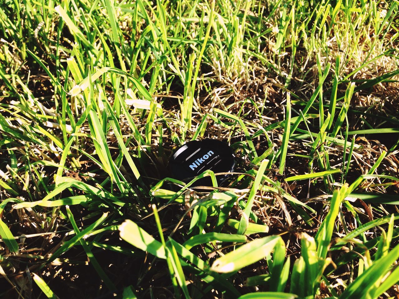 grass, green color, field, growth, grassy, high angle view, plant, blade of grass, nature, close-up, leaf, day, outdoors, beauty in nature, tranquility, no people, green, lawn, sunlight, selective focus