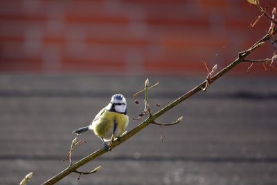 Close-up of bird perching on branch