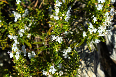 Close-up of insect on flower