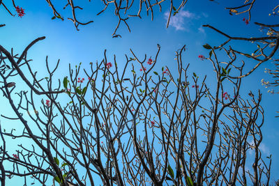 Low angle view of bare tree against blue sky