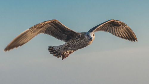 Low angle view of eagle flying in sky