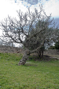 Bare tree on field against sky