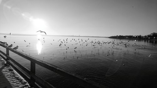 Silhouette birds flying over lake against sky