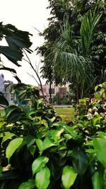 Low angle view of plants growing on tree