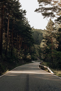 Footpath amidst trees in forest