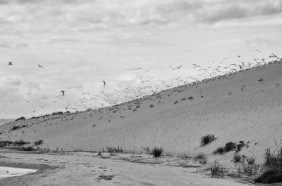 Birds flying over landscape against sky