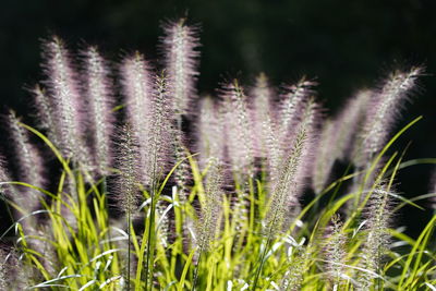 Close-up of flowering plant on field