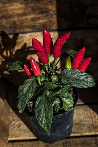 Hot chilli plant