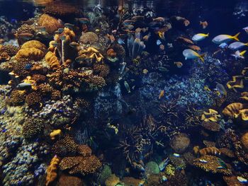 View of fish swimming in sea