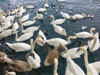 High angle view of ducks swimming in lake