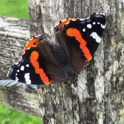 Close-up of butterfly on tree trunk