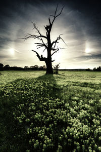 Bare tree on field against sky during sunset
