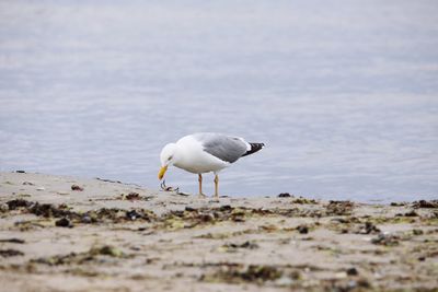 Seagull on a beach