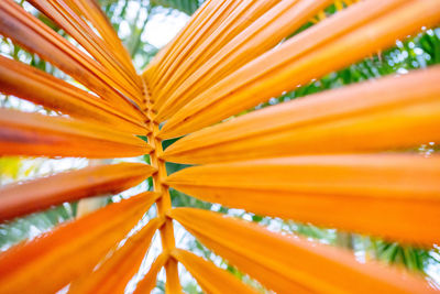 Close-up of yellow palm plant