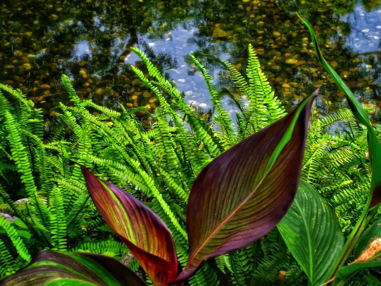 CLOSE-UP OF FRESH GREEN LEAVES