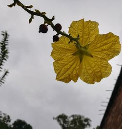 Low angle view of flower tree against sky