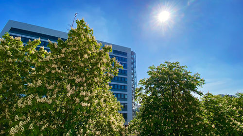 Low angle view of tree by building against sky