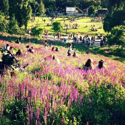 Pink flowers growing on field