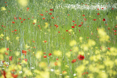 Fresh red flowers in field