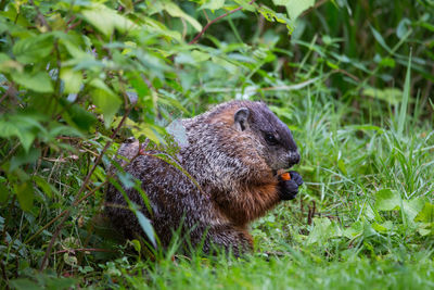 Side view of stout adult groundhog eating a large piece of carrot in park