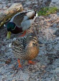 High angle view of mallard duck