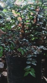 Close-up of moss growing on tree trunk