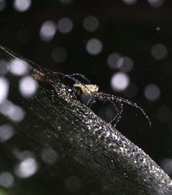 Close-up of water drops on spider web