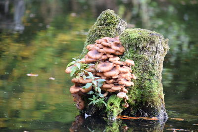 Close-up of fungus growing on tree trunk