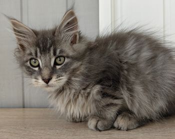 pet