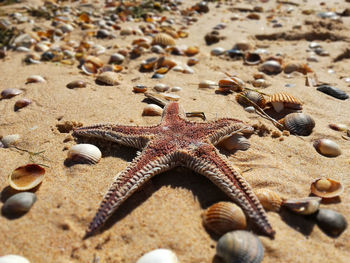 High angle view of starfish on beach