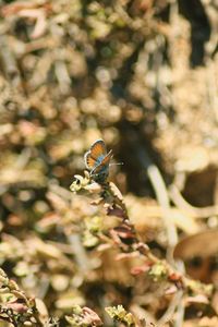 Close-up of bee on flower