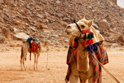 Camels in desert