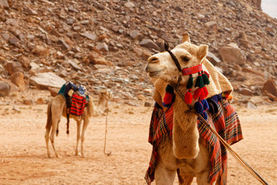 Camels in desert