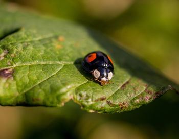 Close-up of ladybug on leaf