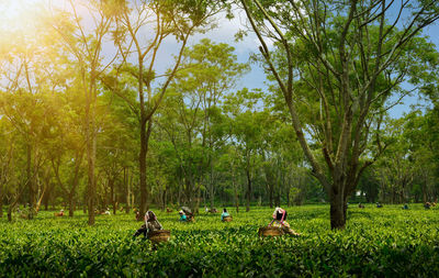 People sitting on field by trees