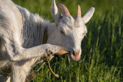 Close-up of a sheep on field