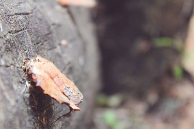 Close-up of lizard