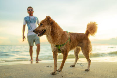 Dog looking away on beach