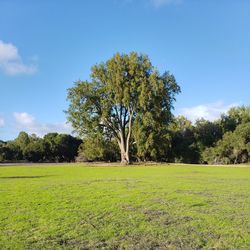 Trees on field against blue sky
