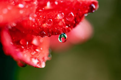 Close-up of wet red berries