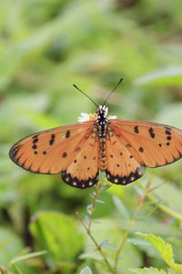 Close-up of butterfly pollinating flower
