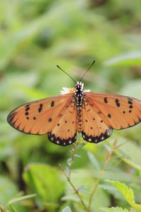 View, butterflies, with orange and black colors, sucking flower essence, aceh