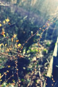 Close-up of plants against blurred background