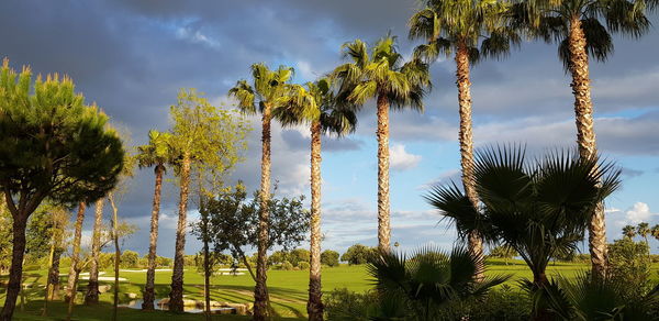 Panoramic view of palm trees against sky