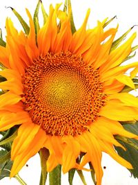 Close-up of sunflower blooming outdoors